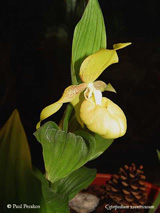 Cypripedium ventricosum